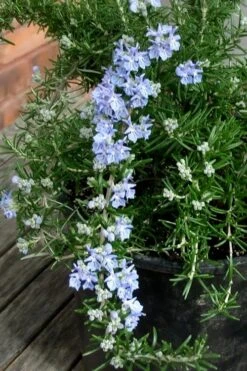 Foxtail Rosemary Plant - 1 Gallon Pot -Garden Plants Shop Rosemary Foxtail 3