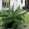 Foxtail Rosemary Plant - 1 Gallon Pot -Garden Plants Shop Rosemary Foxtail 5