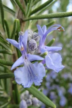 Prostrate Creeping Rosemary - 6 Pack Of Pint Pots 14 Prostrate Creeping Rosemary - 6 Pack Of Pint Pots -Garden Plants Shop Rosemary Prostrate 17