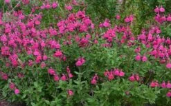 Heatwave Brilliance Salvia (Sage) - 1 Gallon Pot -Garden Plants Shop Salvia Heatwave Brilliance Landscape