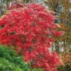 Sourwood Tree (Oxydendrum Arboreum) - 7 Gallon Pot (4-5')