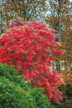 Sourwood Tree (Oxydendrum Arboreum) - 7 Gallon Pot (4-5')