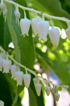 Sourwood Tree (Oxydendrum Arboreum) - 7 Gallon Pot (4-5') 14 Sourwood Tree (Oxydendrum Arboreum) - 7 Gallon Pot (4-5') -Garden Plants Shop Sourwood Tree 18