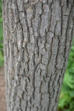 Sourwood Tree (Oxydendrum Arboreum) - 7 Gallon Pot (4-5') 17 Sourwood Tree (Oxydendrum Arboreum) - 7 Gallon Pot (4-5') -Garden Plants Shop Sourwood Tree 20