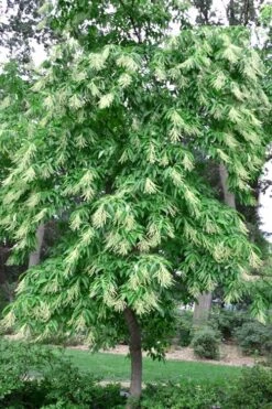 Sourwood Tree (Oxydendrum Arboreum) - 7 Gallon Pot (4-5') 15 Sourwood Tree (Oxydendrum Arboreum) - 7 Gallon Pot (4-5') -Garden Plants Shop Sourwood Tree 22