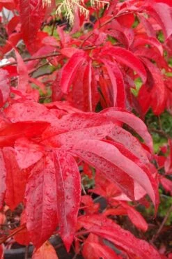 Sourwood Tree (Oxydendrum Arboreum) - 7 Gallon Pot (4-5') 13 Sourwood Tree (Oxydendrum Arboreum) - 7 Gallon Pot (4-5') -Garden Plants Shop Sourwood Tree 6