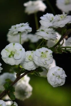 Plena Double Bridal Wreath Spirea (Spirea Prunifolia) - 3 Gallon Pot 16 Plena Double Bridal Wreath Spirea (Spirea Prunifolia) - 3 Gallon Pot -Garden Plants Shop Spirea Bridal Wreath Plena 1