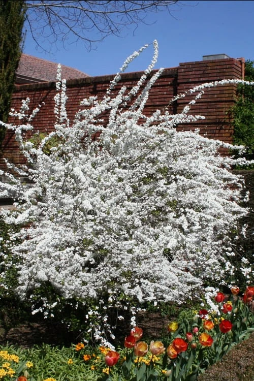 Plena Double Bridal Wreath Spirea (Spirea Prunifolia) - 3 Gallon Pot 6 Plena Double Bridal Wreath Spirea (Spirea Prunifolia) - 3 Gallon Pot - Image 4
