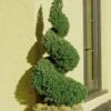 Spiral Dwarf Alberta Spruce Topiary - 3 Gallon Pot -Garden Plants Shop Spruce Dwarf Alberta Spiral Topiary 500x750 2