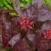 Burgundy Spice Sweetshrub (Calycanthus ) - 3 Gallon Pot -Garden Plants Shop Sweetshrub Burgundy Spice 2