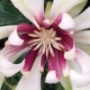 Venus White Sweetshrub (Calycanthus) - 3 Gallon Pot