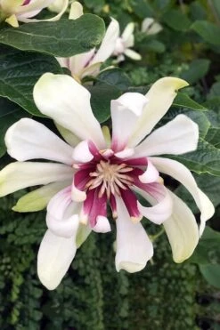 Venus White Sweetshrub (Calycanthus) - 3 Gallon Pot -Garden Plants Shop Sweetshrub Venus White 3