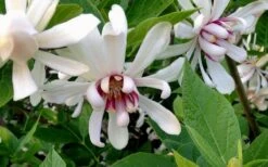 Venus White Sweetshrub (Calycanthus) - 3 Gallon Pot -Garden Plants Shop Sweetshrub Venus White 4