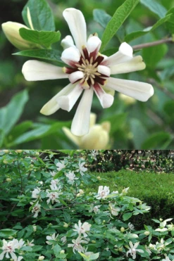 Venus White Sweetshrub (Calycanthus) - 3 Gallon Pot -Garden Plants Shop Sweetshrub Venus White 5