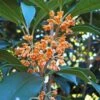 Apricot Echo Tea Olive - Osmanthus Fragrans Aurantiacus - 1 Gallon Pot -Garden Plants Shop Tea Olive Apricot Echo 1