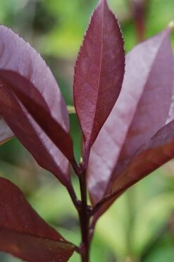 Apricot Echo Tea Olive - Osmanthus Fragrans Aurantiacus - 1 Gallon Pot -Garden Plants Shop Tea Olive Apricot Echo 4