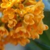 Fragrant Orange Tea Olive - Osmanthus Fragrans Aurantiacus - 1 Gallon Pot -Garden Plants Shop Tea Olive Fragrant Orange 500x750 2