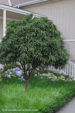 Fudingzhu Fragrant White Tea Olive (Osmanthus Fragrans) - 1 Gallon Pot -Garden Plants Shop Tea Olive Fudingzhu 6