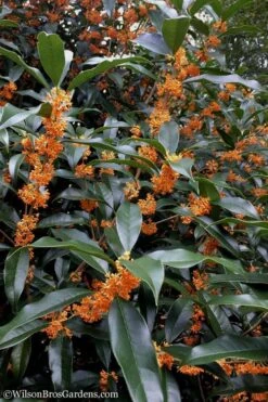 Fragrant Orange Tea Olive - Osmanthus Fragrans Aurantiacus - 1 Gallon Pot -Garden Plants Shop Tea Olive Orange 102 1