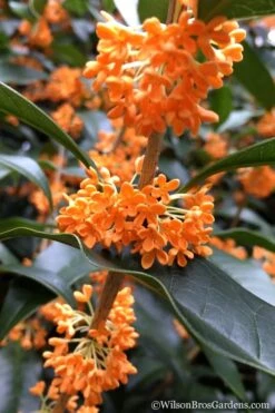 Fragrant Orange Tea Olive - Osmanthus Fragrans Aurantiacus - 1 Gallon Pot -Garden Plants Shop Tea Olive Orange 104 1