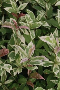 Pink Flush Variegated Tea Olive (Osmanthus Fragrans 'Yinbi Shuanghui') - Quart Pot -Garden Plants Shop Tea Olive Yinbi Shuanghui Variegated 2 4