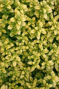 Archers Gold Lemon Thyme - Thymus Citriodorus - 10 Pack Of Pint Pots -Garden Plants Shop Thyme Archers Gold Rev 500x750 1