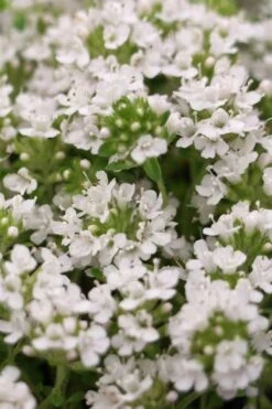 White Creeping Thyme (Thymus Praecox 'Albiflorus') - 5 Pack Of Quart Pots -Garden Plants Shop Thyme Creeping White 3