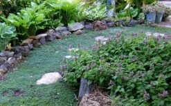 Elfin Creeping Thyme (Thymus Serpyllum 'Elfin') - 5 Pack Of Quart Pots -Garden Plants Shop Thyme Elfin 10 2