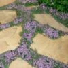 Elfin Creeping Thyme - Thymus Serpyllum Elfin - 3 Pack Of Pint Pots
