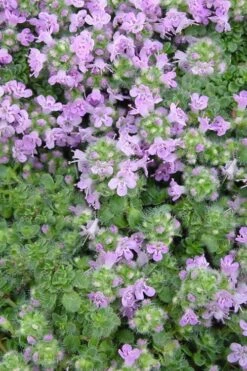Elfin Creeping Thyme - Thymus Serphyllum - 10 Pack Of 4" Pint Pots -Garden Plants Shop Thyme Elfin BS 3