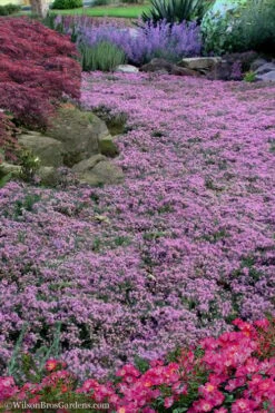 Pink Chintz Thyme - Thymus Serpyllum - 6 Pack Of Pint Pots 12 Pink Chintz Thyme - Thymus Serpyllum - 6 Pack Of Pint Pots -Garden Plants Shop Thyme Pink Chintz 10 1