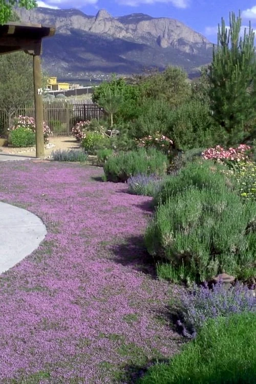 Pink Chintz Thyme - Thymus Serpyllum - 6 Pack Of Pint Pots 3 Pink Chintz Thyme - Thymus Serpyllum - 6 Pack Of Pint Pots