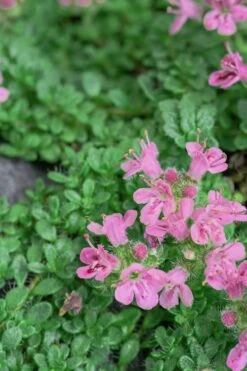 Pink Chintz Thyme - Thymus Serpyllum - 5 Pack Of Quart Pots -Garden Plants Shop Thyme Pink Chintz 5 2