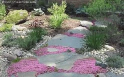 Pink Chintz Thyme - Thymus Serpyllum - 10 Pack Of Quart Pots -Garden Plants Shop Thyme Pink Chintz 8 3