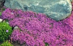 Red Creeping Thyme (Thymus Praecox 'Coccineus') - 6 Pack Of Pint Pots -Garden Plants Shop Thyme Red Creeping 10 1