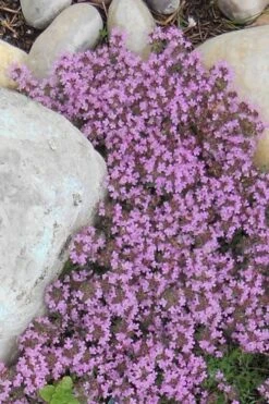 Pink Chintz Thyme - Thymus Serpyllum - 10 Pack Of Quart Pots -Garden Plants Shop Thyme Red Creeping 12 3