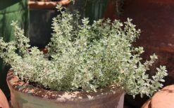 Silver Lemon Thyme - Thymus - 3 Pack Of Quart Pots 10 Silver Lemon Thyme - Thymus - 3 Pack Of Quart Pots -Garden Plants Shop Thyme Silver Lemon 5