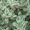 Silver Lemon Thyme - Thymus - 3 Pack Of Quart Pots -Garden Plants Shop Thyme Silver Lemon 500x750 1