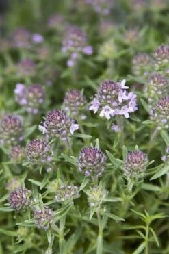 Spicy Orange Thyme - 6 Pack Of Pint Pots 13 Spicy Orange Thyme - 6 Pack Of Pint Pots -Garden Plants Shop Thyme Spicy Orange 10