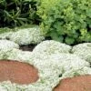 White Creeping Thyme (Thymus Praecox 'Albiflorus') - 6 Pack Of Pint Pots -Garden Plants Shop Thyme White Creeping 10 1