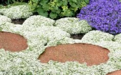 White Creeping Thyme (Thymus Praecox 'Albiflorus') - 5 Pack Of Quart Pots -Garden Plants Shop Thyme White Creeping 5