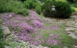 Splendens Purple Creeping Thyme - (Thymus Praecox) - 5 Pack Of Quart Pots -Garden Plants Shop Thymus Praecox Splendens 1