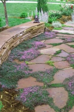 Splendens Purple Creeping Thyme - (Thymus Praecox) - 5 Pack Of Quart Pots -Garden Plants Shop Thymus Praecox Splendens 3