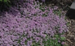 Splendens Purple Creeping Thyme - (Thymus Praecox) - 5 Pack Of Quart Pots -Garden Plants Shop Thymus Praecox Splendens 4