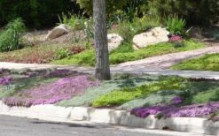 Woolly Creeping Thyme (Thymus Lanuginosis) - 10 Pack Of Pint Pots -Garden Plants Shop Thymus mixture 1 1