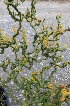 Tiny Dragon Hardy Orange (Poncirus Trifoliata) - 5 Gallon Pot - SALE! -Garden Plants Shop Trifoliate Orange Tiny Dragon 1