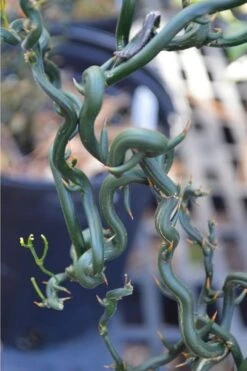 Tiny Dragon Hardy Orange (Poncirus Trifoliata) - 5 Gallon Pot - SALE! -Garden Plants Shop Trifoliate Orange Tiny Dragon 2