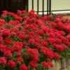 EnduraScape Red Verbena - 5 Pack Of Quart Pots -Garden Plants Shop Verbena EnduraScape Red 6