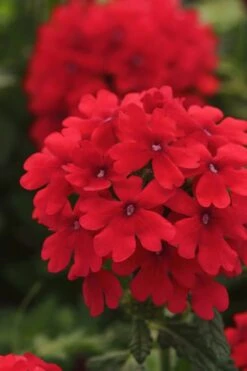 EnduraScape Red Verbena - 5 Pack Of Quart Pots -Garden Plants Shop Verbena EnduraScape Red 7