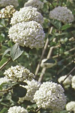 Pearlific Fragrant Snowball Viburnum Bush - 3 Gallon Pot 11 Pearlific Fragrant Snowball Viburnum Bush - 3 Gallon Pot -Garden Plants Shop Viburnum Carlecephalum Fragrant Snowball 500x750 1